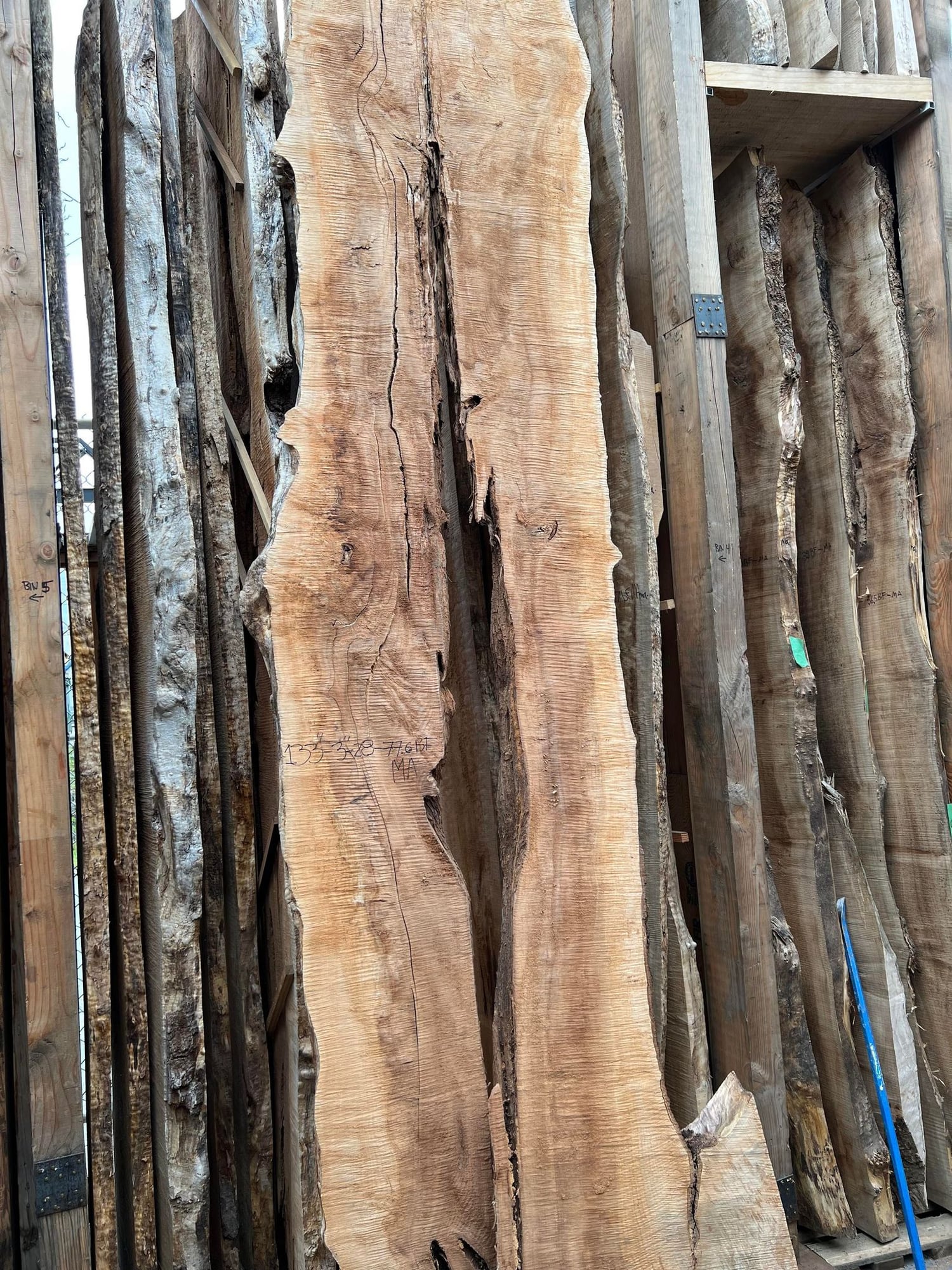 Big Leaf Maple